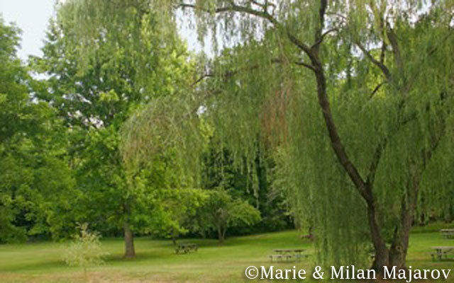 trees